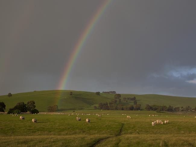 Sheep in a field and a rainbow near Casterton.