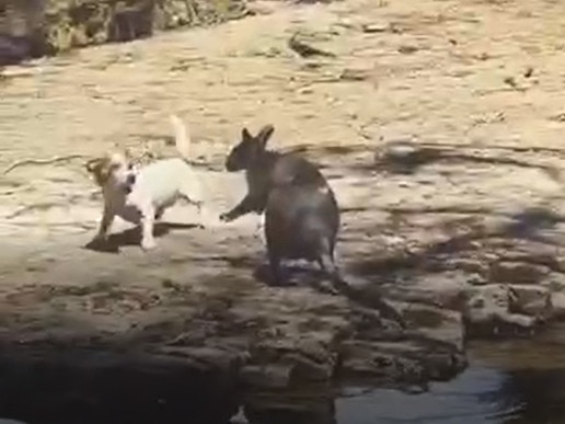 Pet owner lets dog torment Tasmanian pademelon.