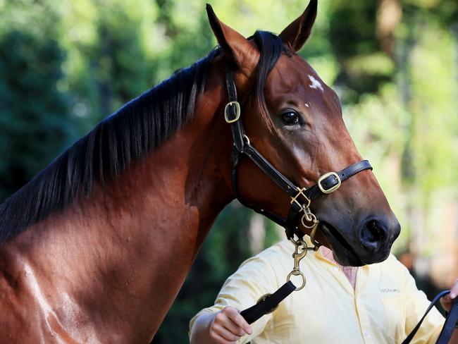 Easter yearling sales begin at the Newmarket stables in Randwick. Lot 135, a Bay Colt and the half brother of Winx was sold for $2.3 million to trainer Gai Waterhouse. Segenhoe yearling manager Tom Hughes pictured with the colt. Picture: Toby Zerna