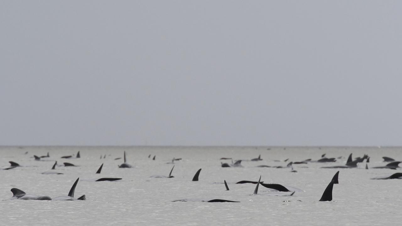 It’s hoped more whales can be saved on Wednesday. Picture: Brodie Weeding/The Advocate/AFP