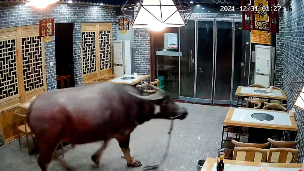 The bull is believed to have escaped from a butcher shop. Picture: ViralPress