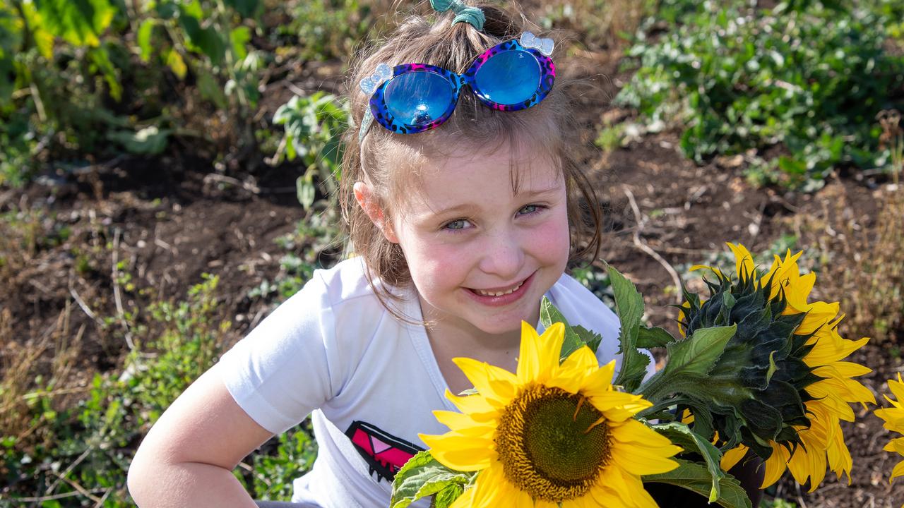 Grace Hefferan.Open day at Warraba Sunflowers, Cambooya. Saturday June 29th, 2024