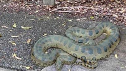 A giant Anaconda spotted in Queensland stumped Aussies. Picture: Facebook / Sunshine Coast Snake Catchers