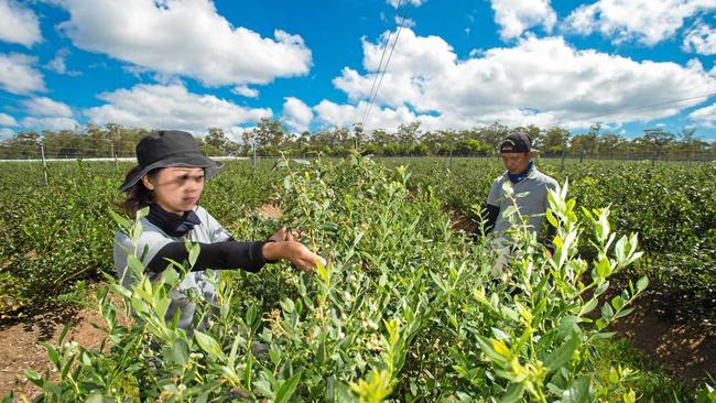 The Australian Blueberry Growers Association says the local industry has been unfairly criticised by the Greens. . Picture: Trevor Veale