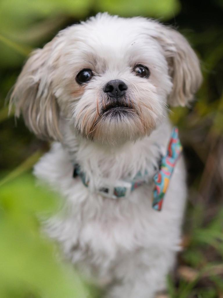 SA’s cutest dog 2023: Gallery 3 | The Advertiser