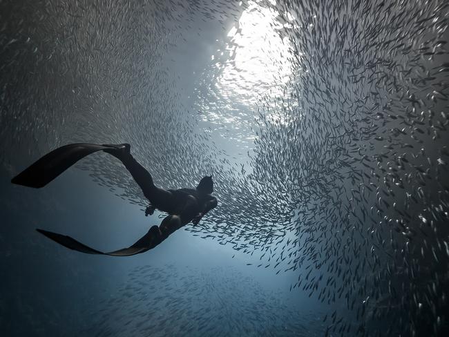Photo and caption by Marc Henauer / National Geographic Travel Photographer of the Year Contest Swallows Cave. A freediver swim in the deep of 