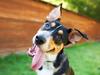Where you can get fined $2700 for just walking your dog