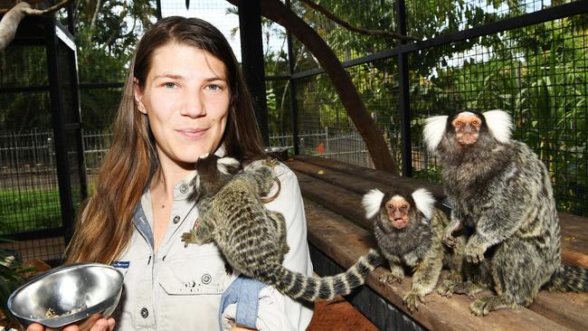 Crocodylus Park has managed to hold onto 90 per cent of their workers with JobKeeper, Zoo Keeper Shoni Atkinson with the Common Marmoset. Picture Katrina Bridgeford.