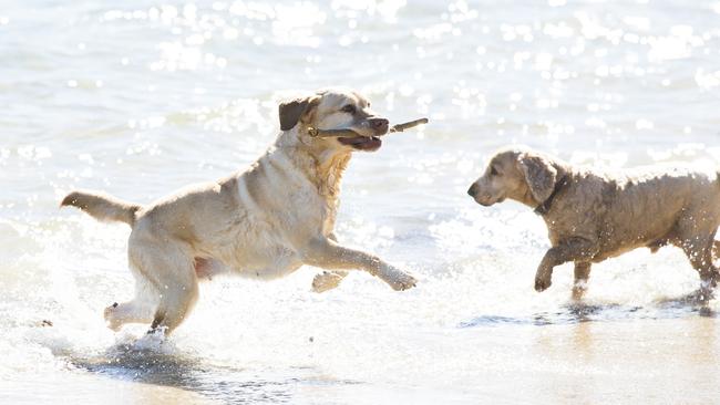 Myffy the Labrador at Station Beach, Palm Beach, in 2019. Picture: Dylan Robinson