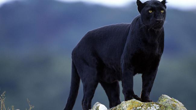 A panther in the wild.