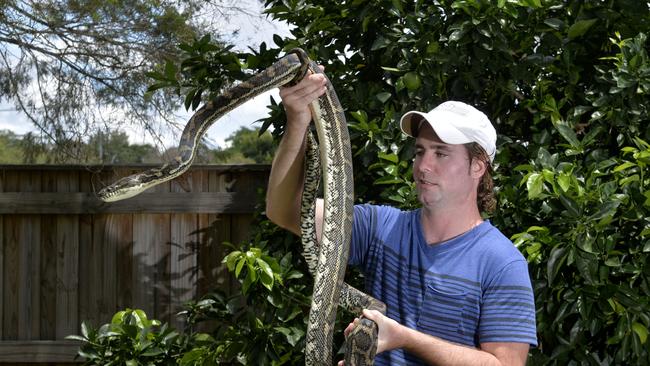 Snake catcher Andrew Smedley with the snake in the ceiling. Picture: Inga Williams/The Queensland Times