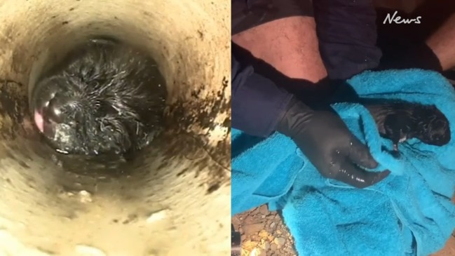 Incredible moment plumbers rescue puppy from drain