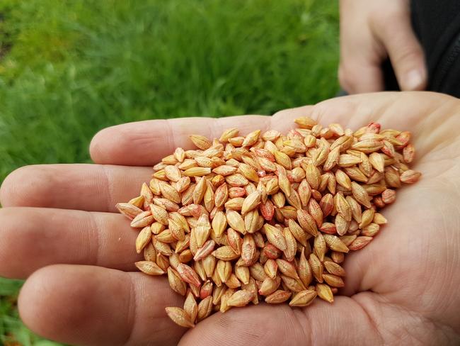 Barley can help to reduce hunger.