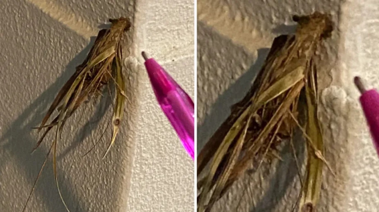 Aussie freaked out by creepy ‘alien’ creature hanging from Gold Coast home