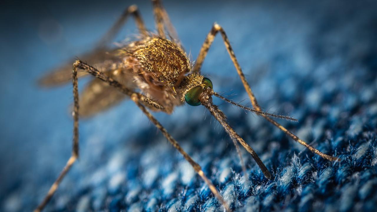 Mosquitoes can smell carbon dioxide from 10 to 50 metres away.