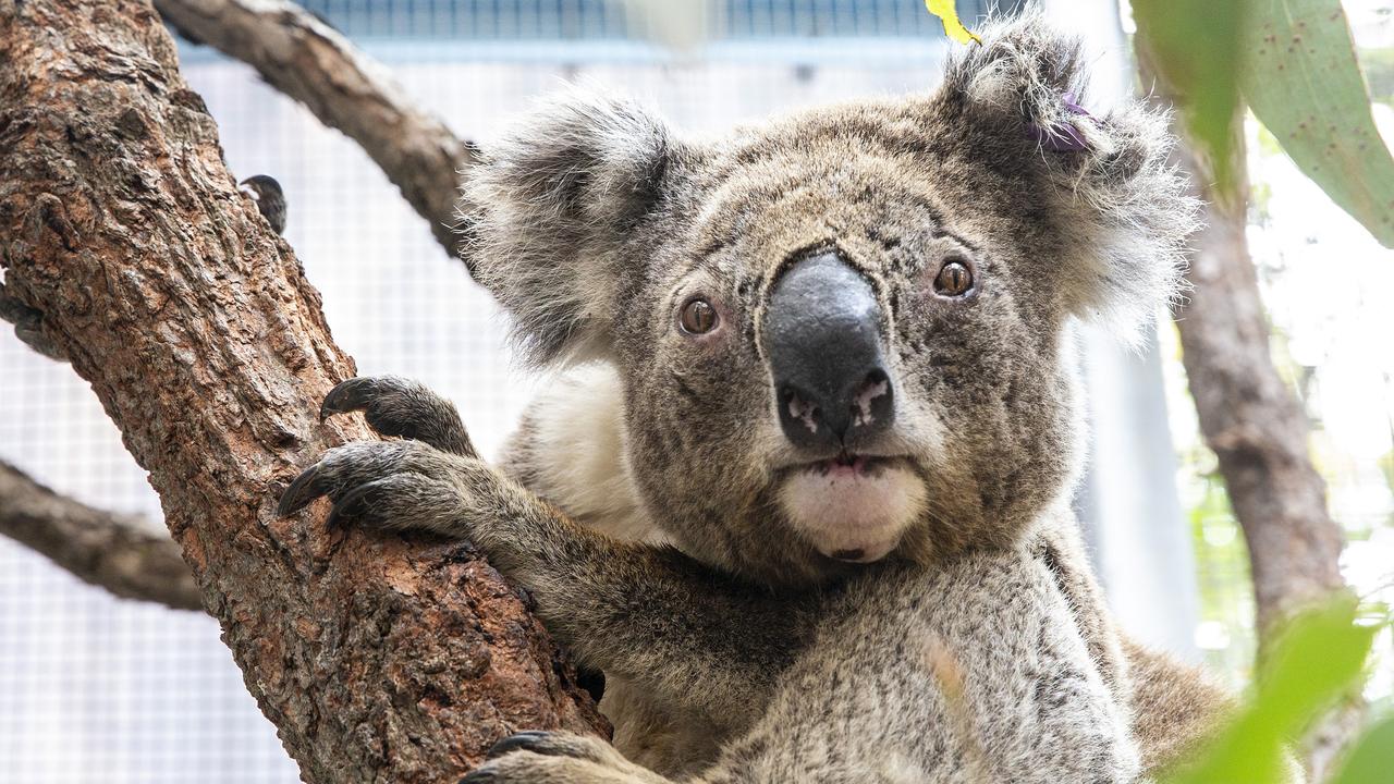 First wildlife hospital approved for Central Queensland