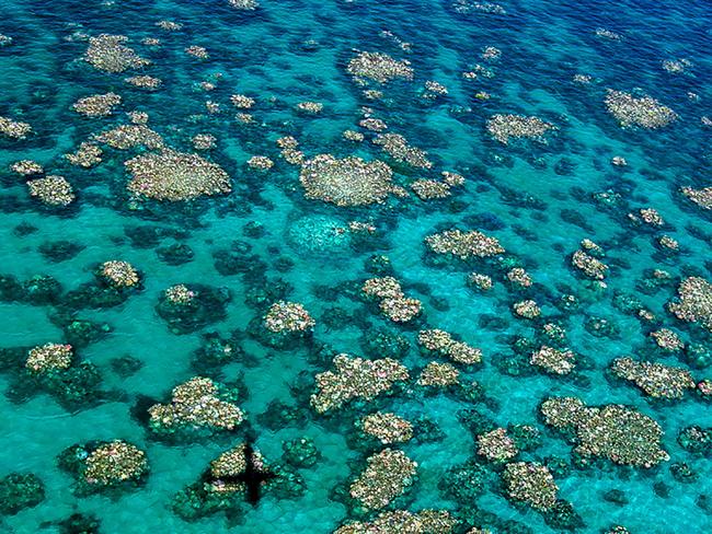 Coral has been bleached for two consecutive years by warming sea temperatures on Australia's Great Barrier Reef with "zero prospect" of recovery, scientists said on April 10, 2017. Picture: AFP.