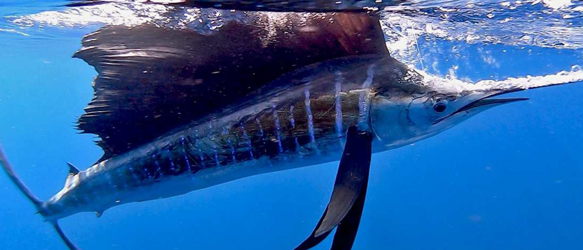 GOTCHA – Dave Leonard and his mate Nick Jones (pictured) caught and released a few nice sailfish on a recent trip out wide off Noosa. Photo: www.fishingnoosa.com.au