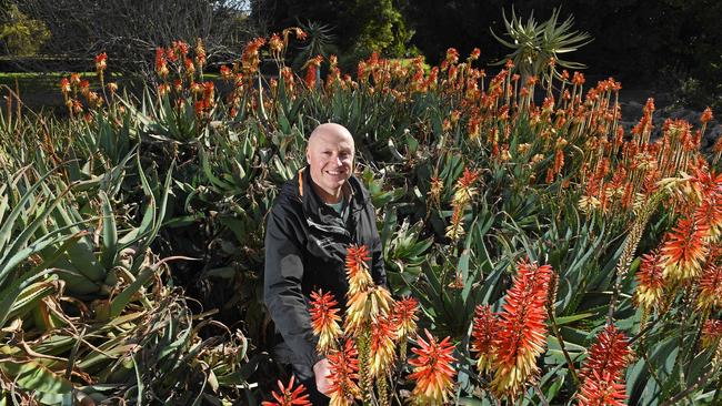 Horticultural manager Cliff Sawtel checks the the aloe vera at the Adelaide Botanic gardens. Picture: Tom Huntley