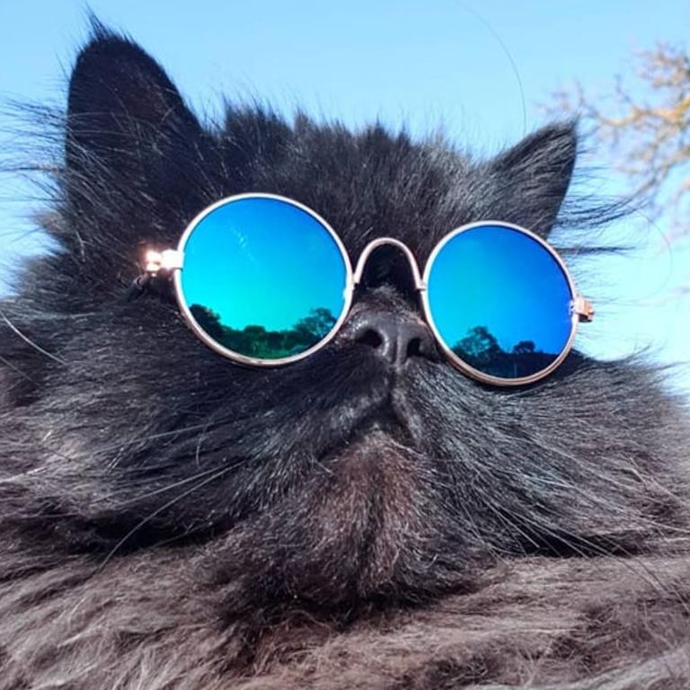 Mr Hendrix Pickles. Picture: Airlie Penfold Luhtasaari. Coolest Cat photo competition. Quest Community News and Courier Mail SEA