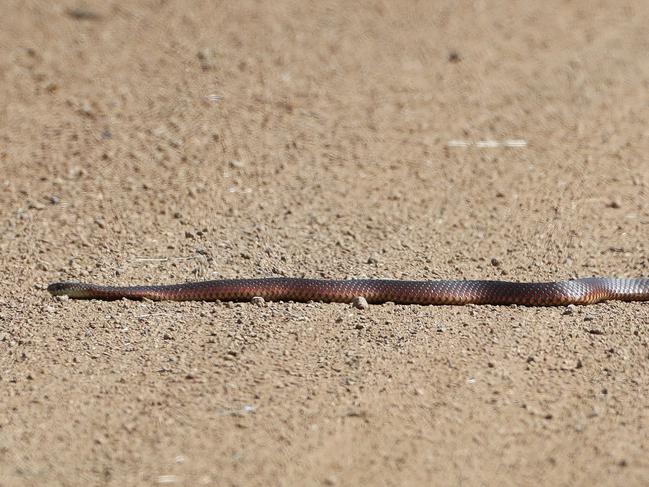 A lowland copperhead snake. Picture: LUKE BOWDEN