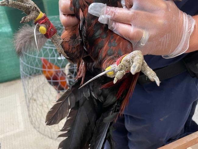 Illegal cockfighting syndicate dismantled, 35 detained and 71 chickens seized at a property at Camden Valley Way at Catherine Field. Picture: NSW Police via NCA NewsWire