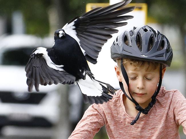 Kevin Barnes and his son Oliver (Ollie), 6. Photo:Tertius Pickard