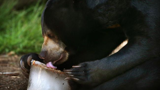 Mary the sun bear enjoying her frozen treat. Picture: Toby Zerna