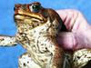 Cops bust illicit stowaway in Groote Eylandt toadhunt