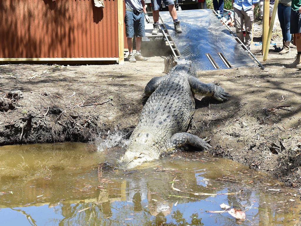 Billabong Sanctuary's new croc Krakatoa arrives to his new home. Picture: Shae Beplate.