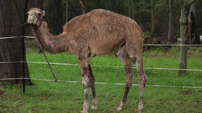 Alice the Camel.