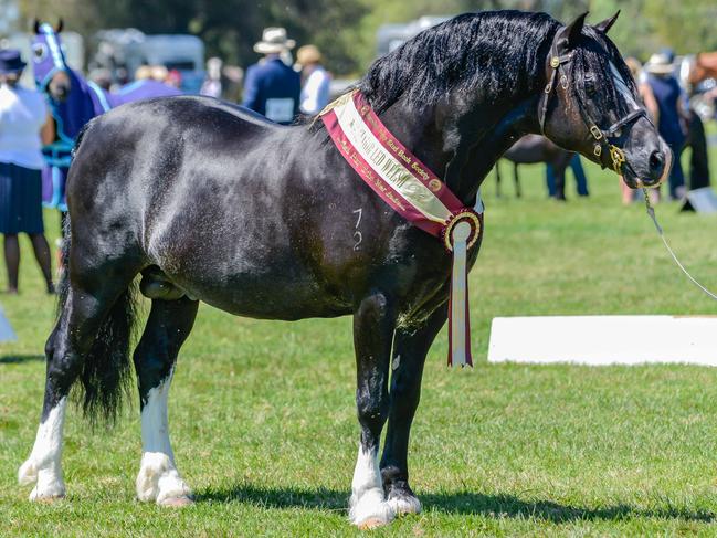 Welsh star: Taylah Lee’s champion Section C Stallion Cataraqui Hasufel, AKA Harry. Picture: Lisa Gordon