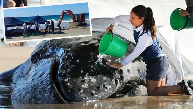 Sea World trainers spent three days rescuing a beached whale at Palm Beach last year.