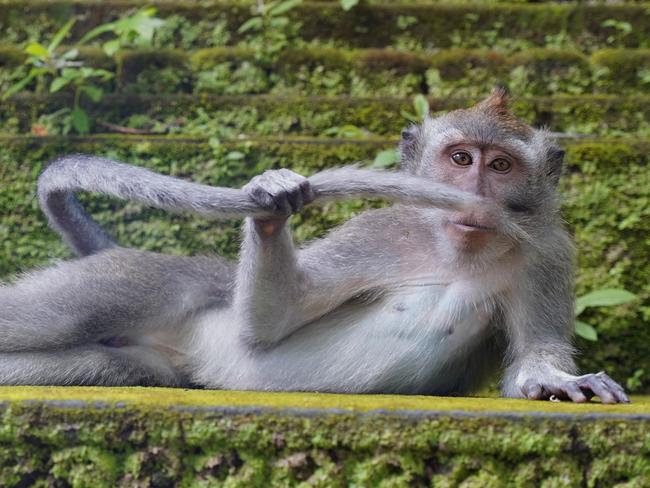 ONE TIME USE ONLY // The Comedy Wildlife Photography Awards 2023 Delphine Casimir Brussels, Belgium // Title: The rainforest dandy Description: This picture was taken in the monkey forest in Ubud, Bali. This place is a crazy place where monkeys are king! sometimes they give a show, sometimes, they climb on you to look for fleas or steal the piece of biscuit you are trying to eat :-D Animal: Monkey Location of shot: Bali (Indonesia)