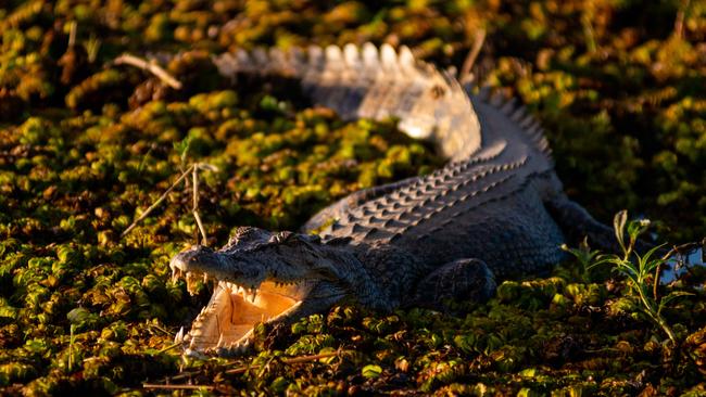 The most recent census found there were 315 people living in Kakadu — meaning for every person there were 32 crocs. Picture: Che Chorley