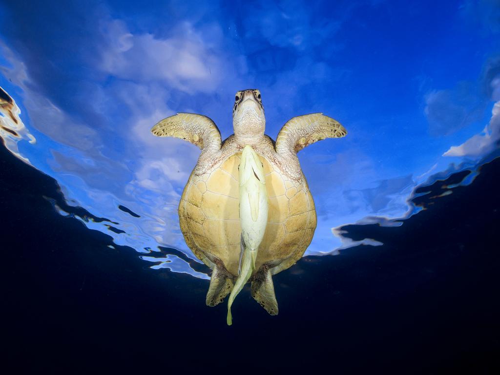 Green Turtle with remora fish Green turtle on the reef flat to the beach N’Gouja. They spend much of their time feeding because this food is not very energetic therefore need a large quantity to meet their needs. Picture: Barathieu Gabriel/UPY2016