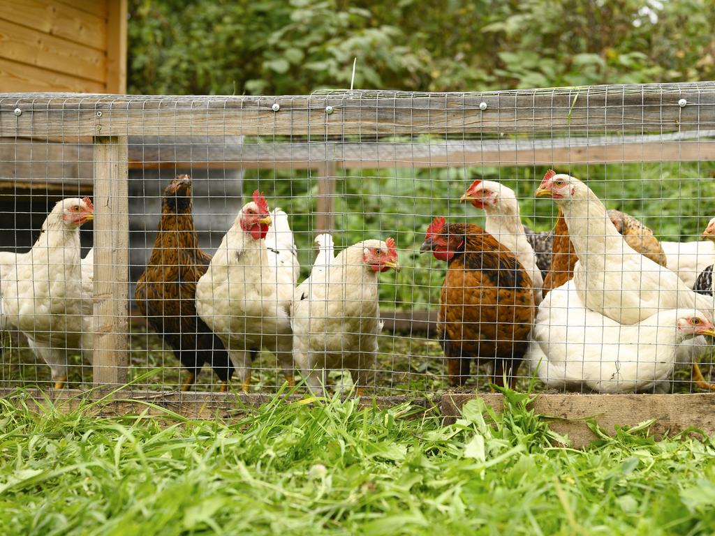 More than 400,000 Australians keep backyard chooks. Picture: iStock