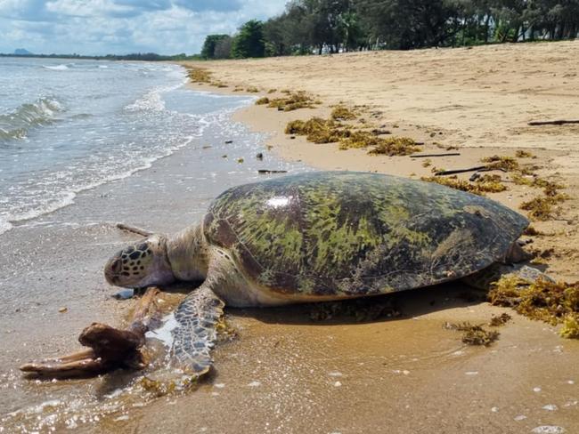 One of two adult green sea turtles Angela recently found on Saunders Beach caught in crab pot line. One was cut free and survived, this one died.