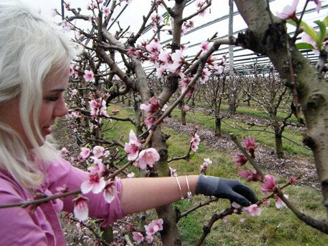 A shortage of temporary visa holders coming into Australia due to coronavirus has created job vacancies across the nation’s horticulture sector.