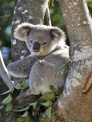 Koala strategy needed for Campbelltown | Daily Telegraph