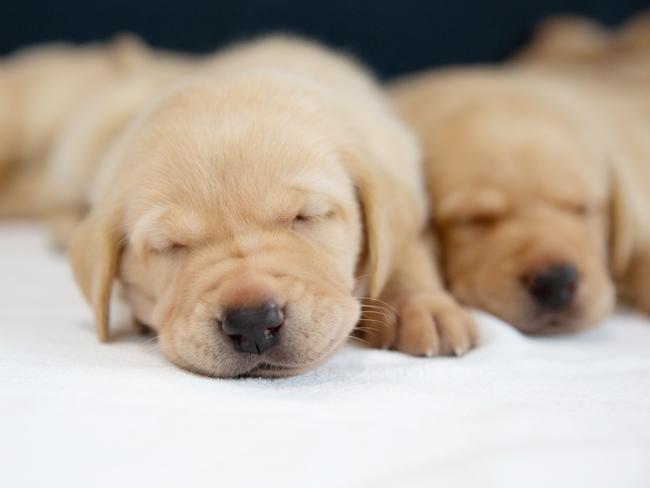 SUNDAY TELEGRAPH SPECIAL. Guide Dogs Australia NEW PUPS.It’s been a challenging start to 2020 for Australia. We’re getting in touch today to bring you a fluffy heart-warmer to lift the spirits of your audience.Guide Dogs Australia is celebrating its first litter of the year! To mark the occasion, we are sharing footage of the newly arrived I litter, hold onto your heartstrings!.This loveable litter of life-changing of Labradors consists of:Ivy, Indiana, Ixie, Ike, Iggy, Igloo, IrvinEach of these pups need a loving and responsible home to help care for them over the next 12 months. Puppy Raisers play a critical role in transforming these young pups into reliable Guide Dogs that will one day provide essential companionship and independence to someone who is blind or has low vision.