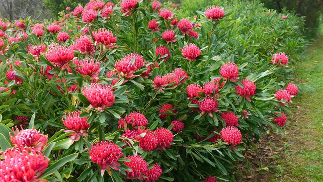 Waratah ‘Essie's Gift’. Source: Plants Management Australia