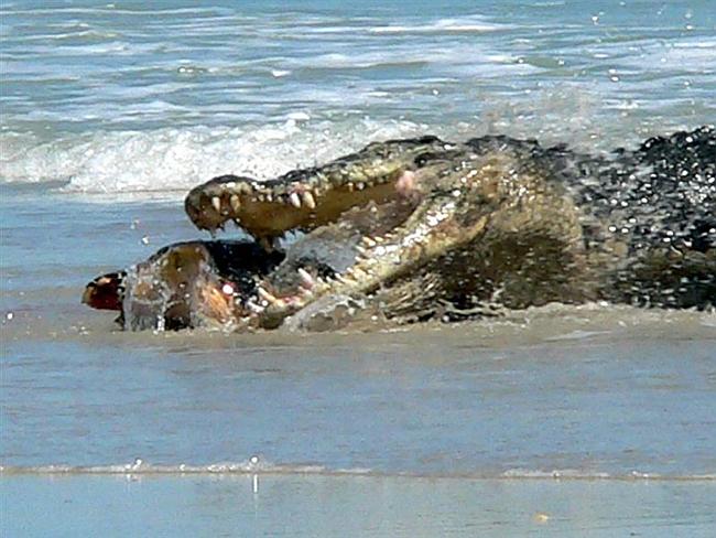 Crocodiles NT: Croc snapped eating pig at popular NT fishing competition  the Barra Nats