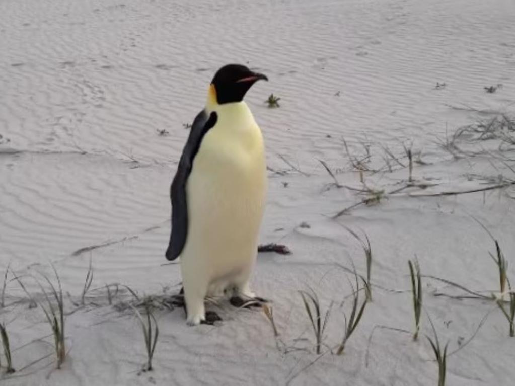 An emperor penguin has been found in Denmark, Western Australia, the furthest north the species has ever been recorded. Picture: Department of Biodiversity, Conservation and Attractions