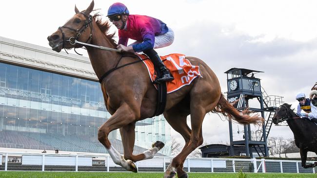 Speedy galloper Spicy Margs can return to winning ways at Wednesday's Seymour meeting. Picture: Racing Photos via Getty Images.