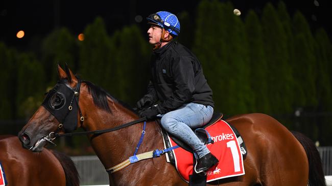 MELBOURNE, AUSTRALIA – MARCH 09: The Harrovian is seen during a trackwork session ahead of the All-Star Mile, at Moonee Valley Racecourse on March 09, 2021 in Melbourne, Australia. (Photo by Vince Caligiuri/Getty Images)