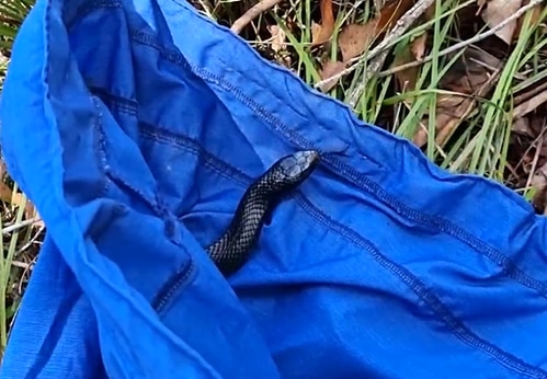 Stuart McKenzie said he had never caught a Red-bellied snake that pregnant before, ensuring he handled her delicately. Photo: Storyful