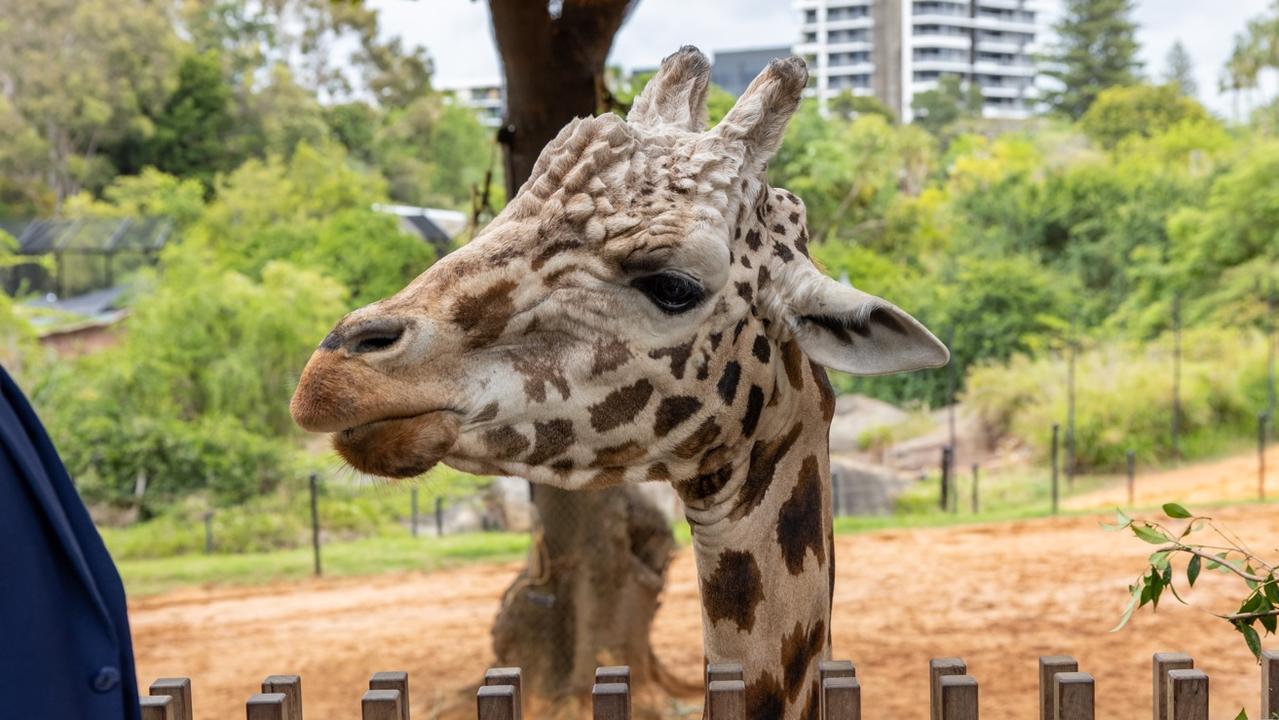 Armani arrived at Perth Zoo in 2005. Picture: Nathan Sixsmith Photography