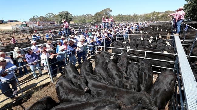 Omeo Angus weaners go under the hammer. Picture: Yuri Kouzmin