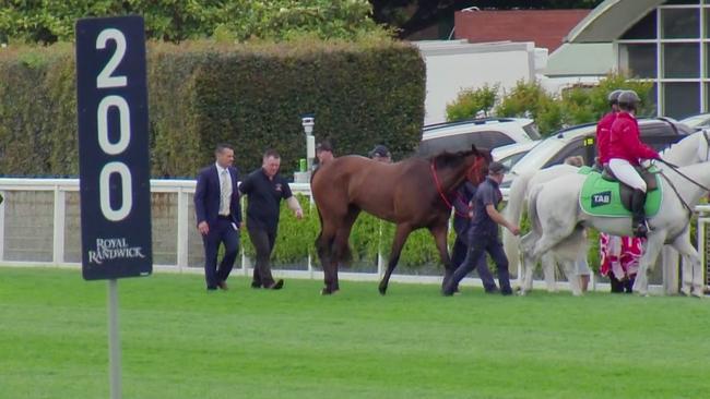 Think About It is led back to the enclosure after his fall in the 2024 Sydney Stakes Picture: Sky Racing